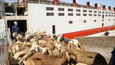 Photo of حقوق الحيوان في بلاد العجائب
