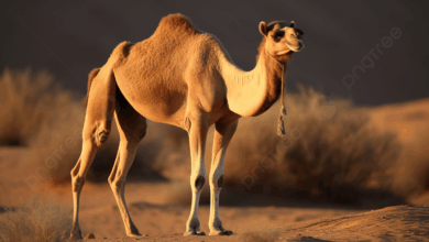 Photo of ما سرّ هذا التدافع الحاد بين “القرآنيين” و”السّنّيين”؟!!
