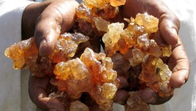 Photo of الصمغ العربي في السودان: ذهبٌ مهمل وسط الحروب والفرص الضائعة